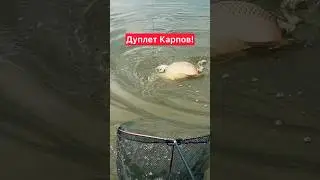 Поймали сразу два карпа! 