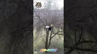 Funny cats on the tree