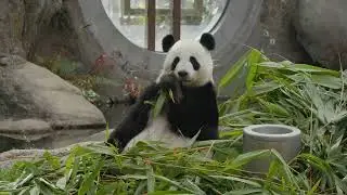 Panda Shenanigans: 5 Minutes of Pure Cuteness! #wildlife #nature #animals
