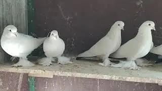 Бойные голуби, Чернахвостие, 28.12.19Грузия, Тбилиси. Roller pigeons