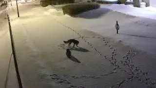 Owl vs. fox in unlikely match in the middle of a winter night