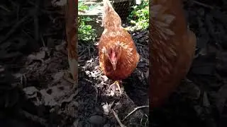 Are Backyard Chickens Loud?