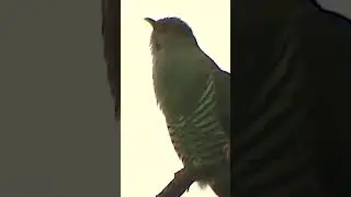 Сколько осталось Пригожину