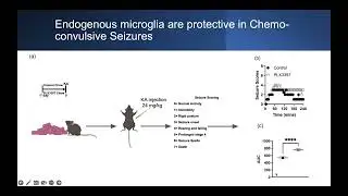 [Synphane Gibbs-Shelton] Microglia play beneficial roles in multiple experimental seizure models