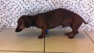 Dachshund with IVDD Pre-Surgery | Slipped Disk Causing Neck Pain (SEVN)