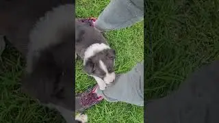 kisses of Angel FCI border collies (5)