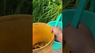 Otter Titi Helps Release Mangrove Periwinkle Snails Into The Mangrove Swamp