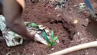 Tip Mematangkan Pisang Dengan Cara Di Kubur /Di Pendam Ternyata Begini Hasilnya
