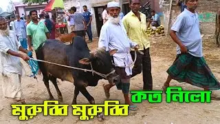মুরুব্বি মুরুব্বি কত নিলো ২০২৪ | চান্দাইকোনা হাটের গরুর দাম || Cow Price in Bangladesh 2024