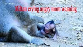 Oh, Really sad baby Miltan super crying angry mom weaning & rejecting milk/ Why mom so fast weaning?