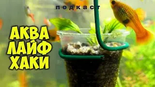 Аквариумные лайфхаки. Подкаст с Александром Ершовым