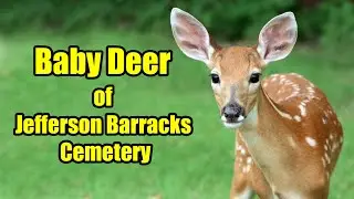 Baby Deer of Jefferson Barracks National Cemetery