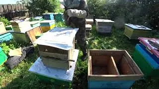 ПЕРЕСЕЛЕНИЕ РОЁВ ИЗ ЛОВУШЕК В УЛЬИ НА ПАСЕКЕ  Рой №6, №7 и №8