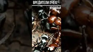 Борьба с муравьями на пасеке 