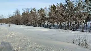 косули на Чукреевке.