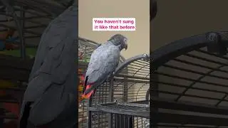 Giz is training me for the remix 🎤🐦😅 #talkingparrot #africangrey