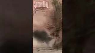 Львы Напали на Буйволов