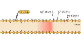 Impulse conduction in axons