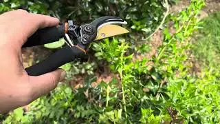 Testing, Branch Cutting Issues, and Review of Gerossi Pruning Shears