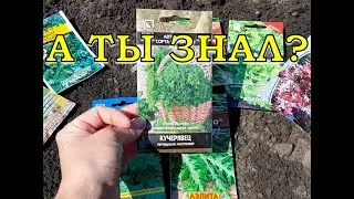 ЭТО можно посеять в СЕНТЯБРЕ🌱🌱🌱! (если остались силы😄)