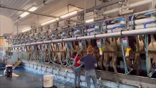 Milking cows at smithhill farm uk | cows milking 