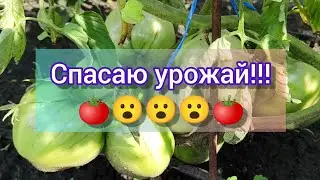 Спасаю урожай 🍅🌱// обзор препарата Превикур Энерджи