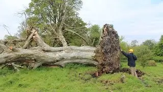 Crave - Medieval skeleton found in roots of toppled tree, Ep. 219