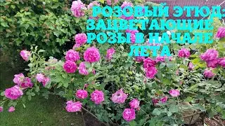 Розовый этюд: Зацветающие розы в начале лета