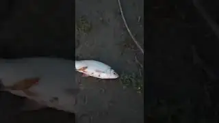 Ловля язя на Иртыше