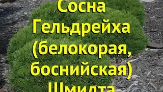 Сосна белокорая Шмидта. Краткий обзор, описание характеристик pinus leucodermis Schmidtii