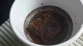 Весна.Анемоны.