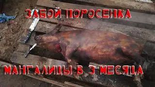 ЗАБОЙ ПОРОСЕНКА ВЕНГЕРСКОЙ МАНГАЛИЦЫ В 3 МЕСЯЦА