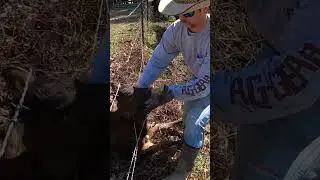 Calf rescue! 