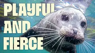 Seals of the Stormy Seas | FULL DOCUMENTARY | Europe's Wilderness | @UltimateNatureDocs