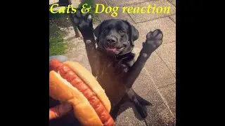 Cats and dogs reactions 2 l Reaction on food l Animal reactions