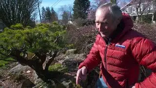 Ciscoe to the rescue: Saving a rhododendron from ruin