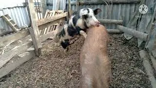 18+Столкнулся в первый раз!Весна любовь. Вот это ф...ос