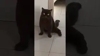 Миска обнулилась... 