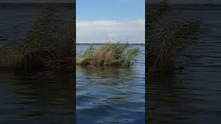 Рыбалуа, #crossfitgames #fishing #musiccover #crossfittime #crossfitlife #nature #music #coversong