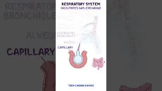 Clinical Cuts: Respiratory system anatomy & physiology
