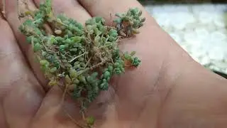 посылка от канала Ярина питерская,седум дезефилум