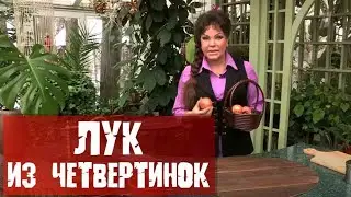 КАК ВЫРАЩИВАТЬ ЛУК НА ПЕРО ИЗ ЧЕТВЕРТИНОК ЛУКОВИЦ