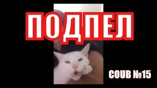 Котик поет с девушкой, приколы 2018 , лучшие коубы, TOP COUB №15