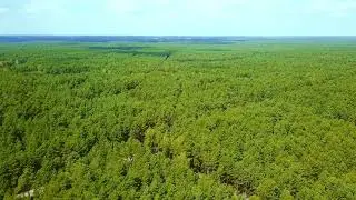 drone shot of top surface of coniferous trees in panoramic view of endless green wo SBV 316891241 HD