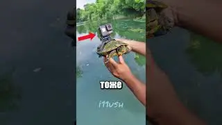 Эволюция шпионажа за животными