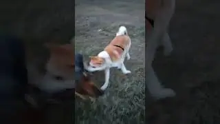 German Shepherd (F) and Akita Inu (M) Playing