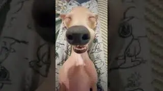 СМЕХ ДА ЮМОР: пес храпит во сне