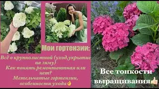 Всё о гортензиях:Крупнолистная и метельчатая.В чем отличия? Зимовка, уход, обрезка🌸🌺🌳