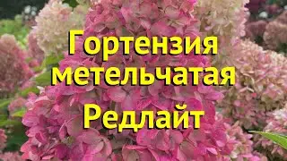 Гортензия метельчатая. Краткий обзор, описание характеристик hydrangea paniculata redlight