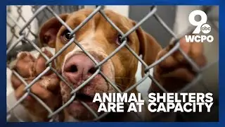 Animal shelters at capacity amid housing costs, increased cost of living